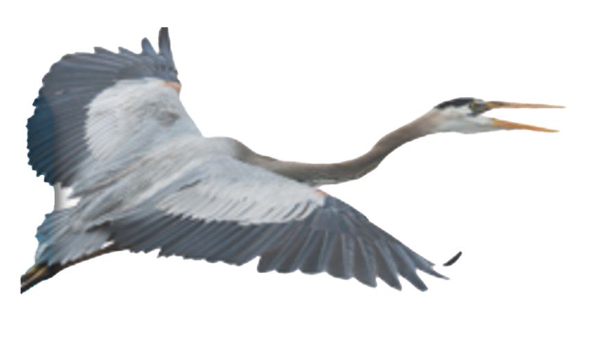 Heron PNG    图片编号:107451