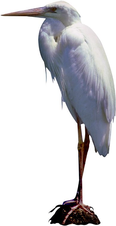 Heron PNG    图片编号:107473