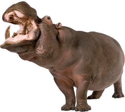 Hippo PNG    图片编号:24828