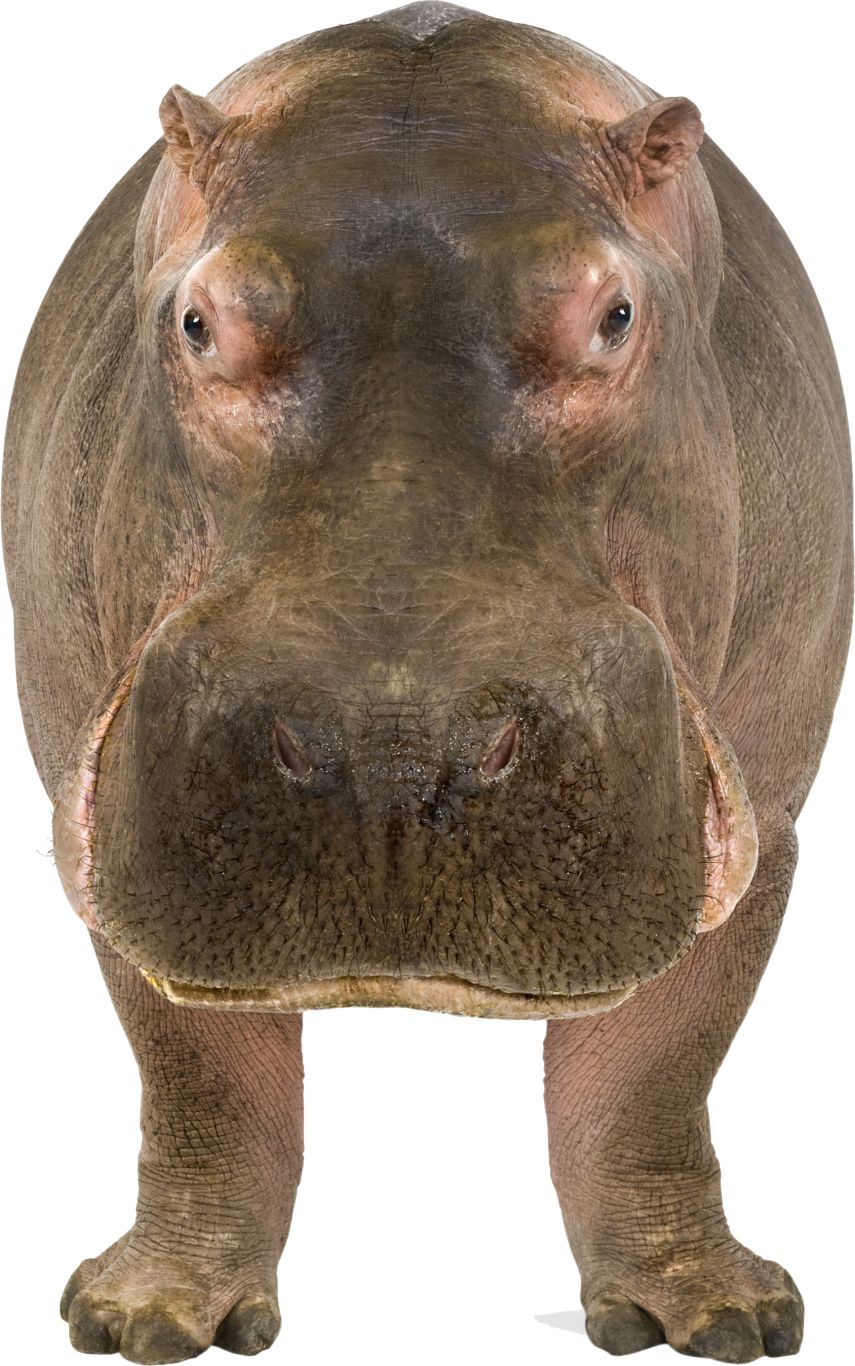 Hippo PNG    图片编号:24829