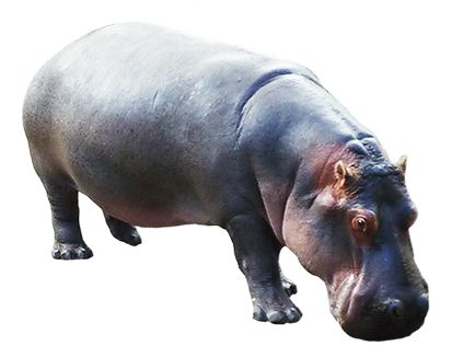 Hippo PNG    图片编号:24831