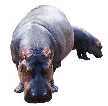 Hippo PNG    图片编号:24833