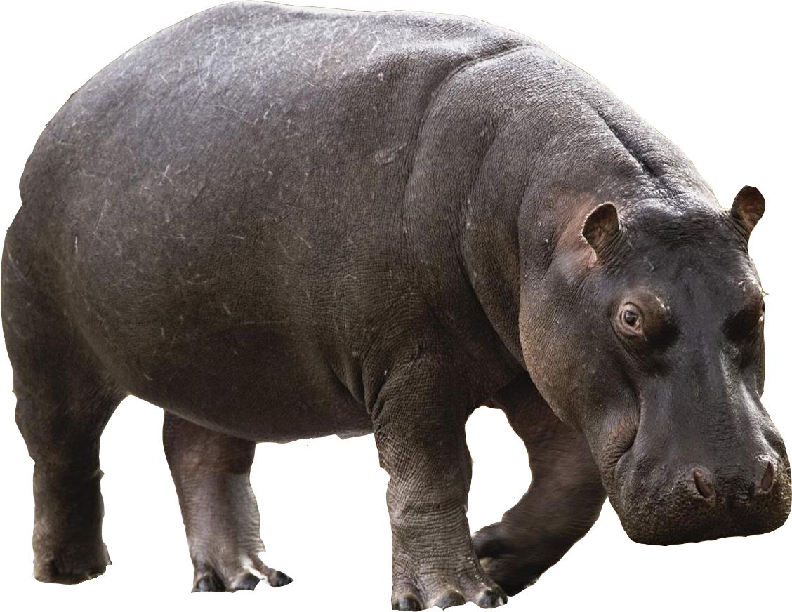 Hippo PNG    图片编号:24834