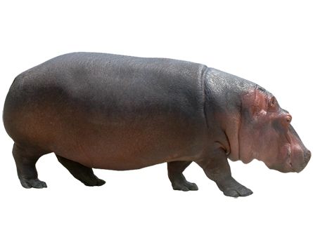 Hippo PNG    图片编号:24836