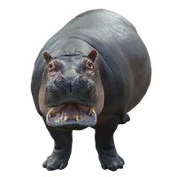 Hippo PNG    图片编号:24821
