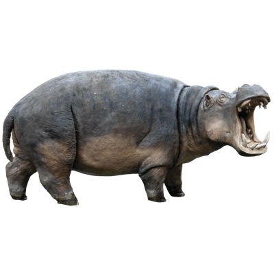 Hippo PNG    图片编号:24822