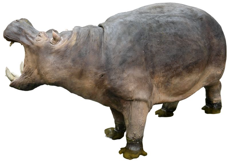Hippo PNG    图片编号:24824