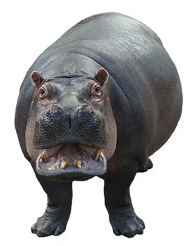 Hippo PNG    图片编号:24826