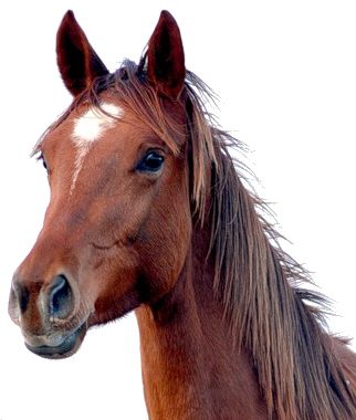 Horse png image    图片编号:2519