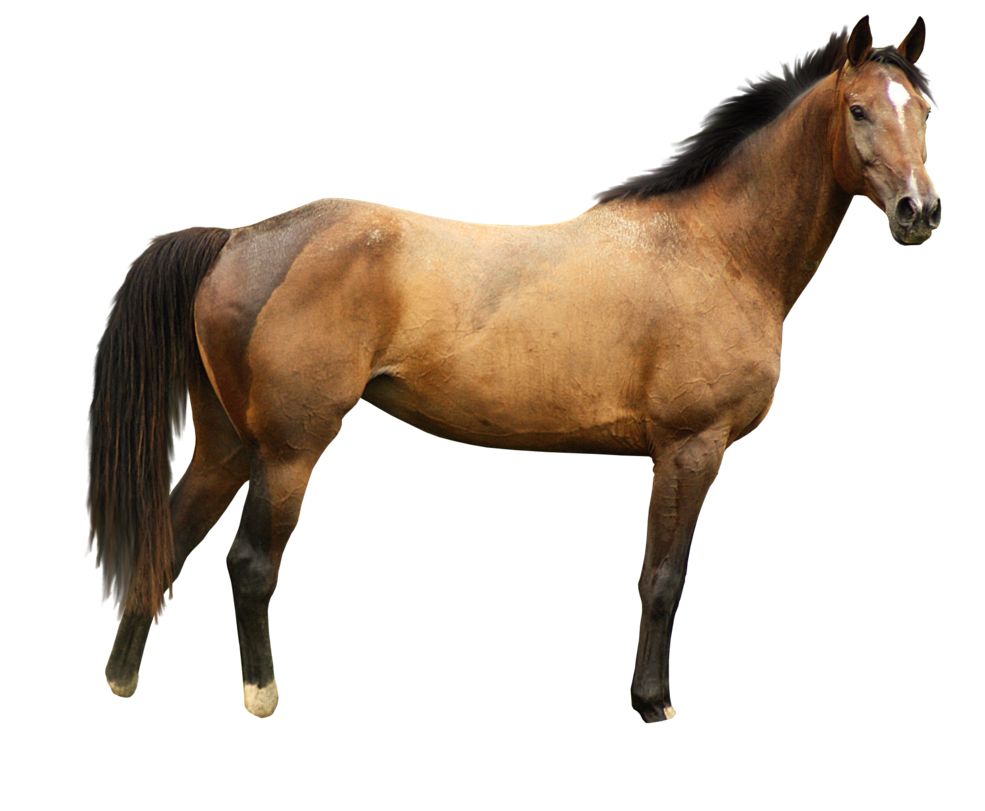 Horse png image    图片编号:2520