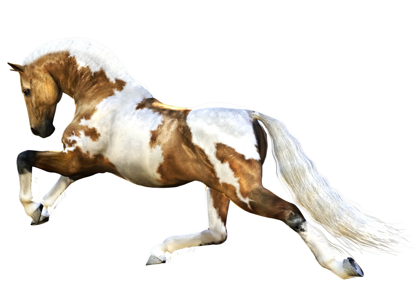 Horse png image    图片编号:2521
