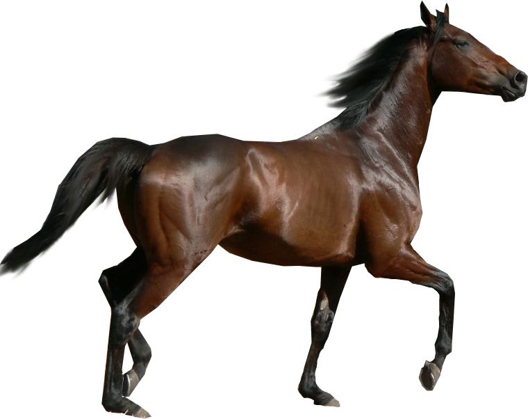 Horse png image    图片编号:2523