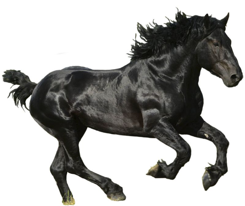 Horse png image    图片编号:2525