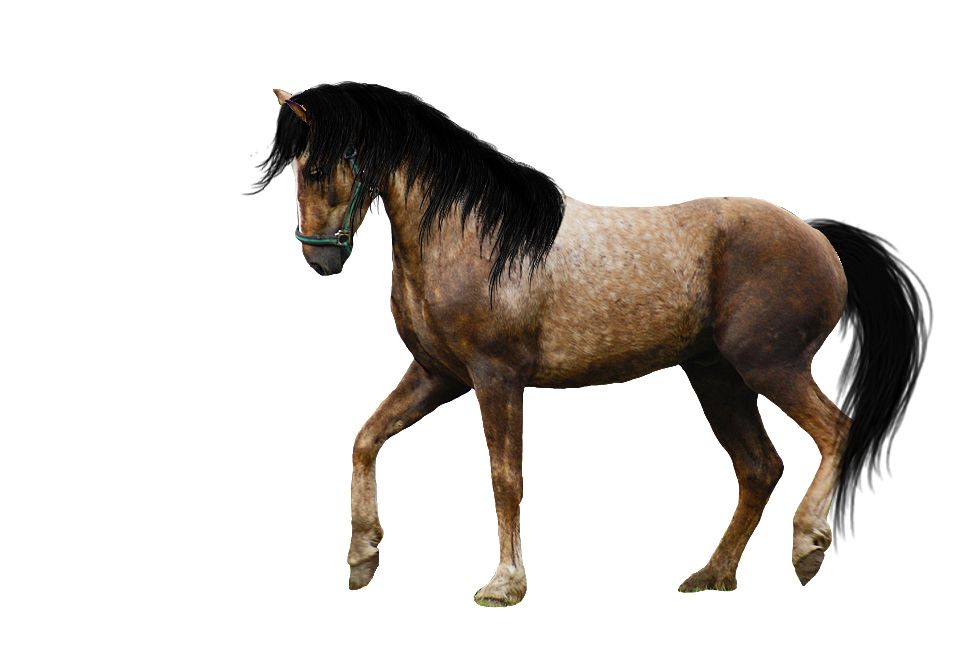 Horse png image    图片编号:2526