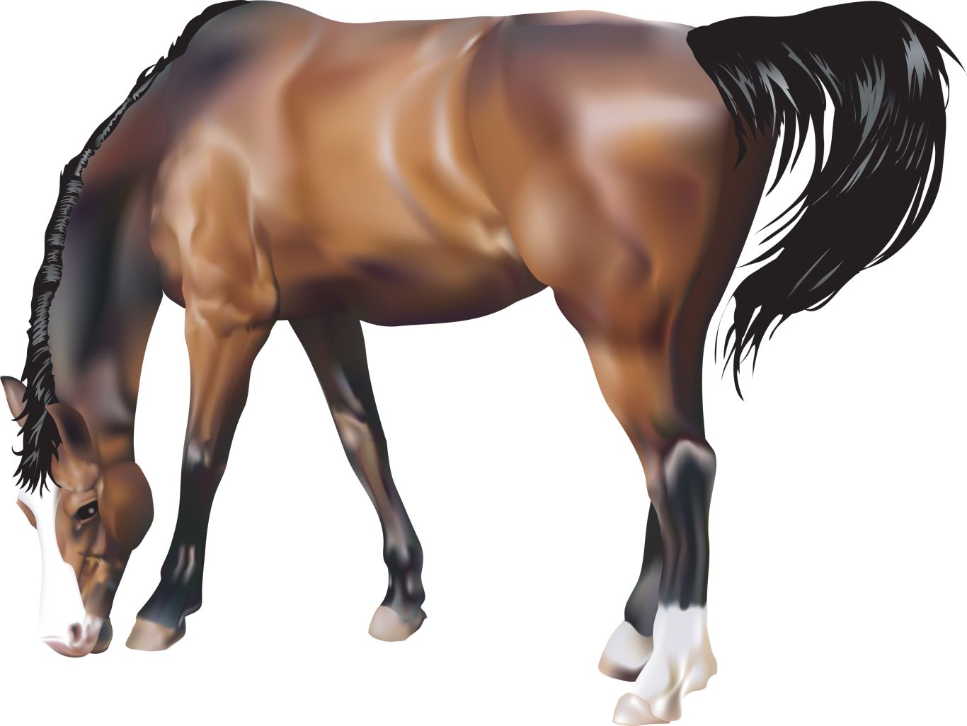 Horse png image    图片编号:2527