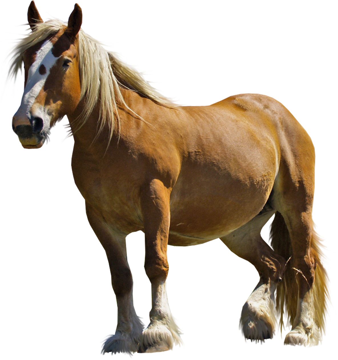 Horse png image    图片编号:2528