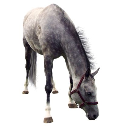 Horse png image    图片编号:2529