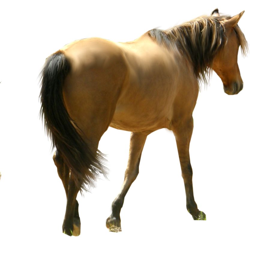 Horse png image    图片编号:2530