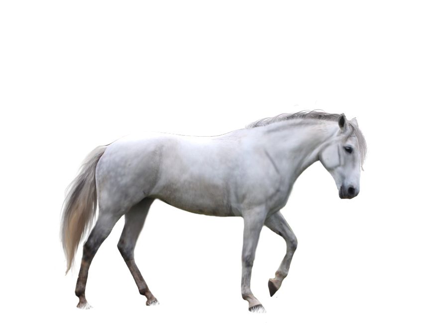 Horse png image    图片编号:2532