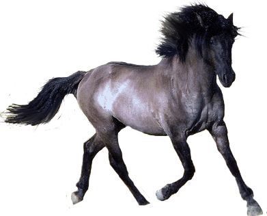 Horse png image    图片编号:2533