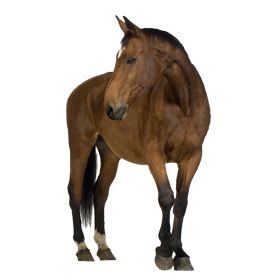 Horse png image    图片编号:2534