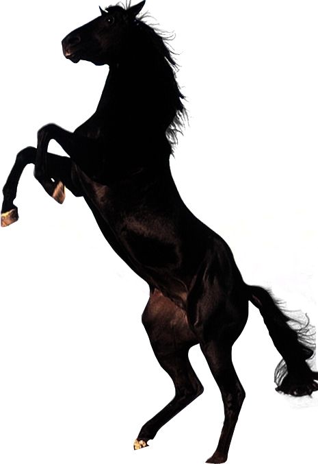 Horse png image    图片编号:2535