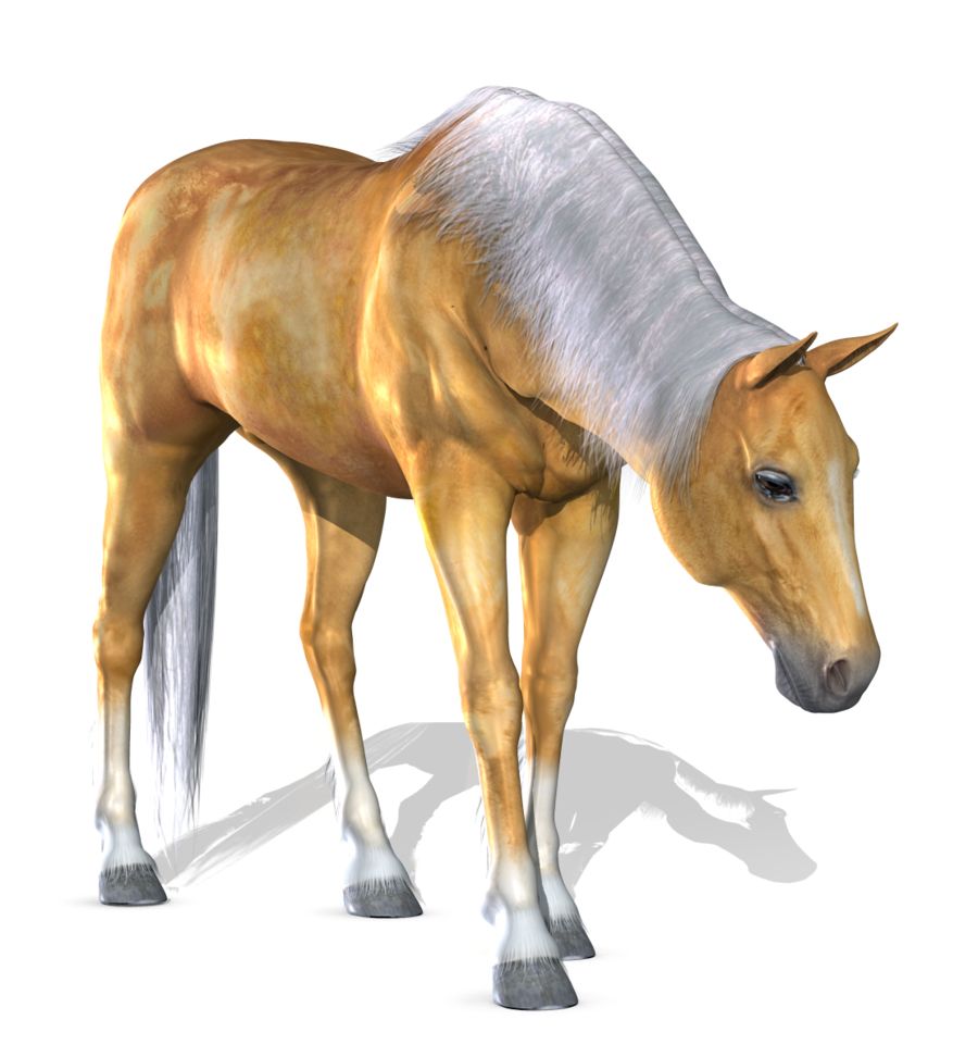 Horse png image    图片编号:2536