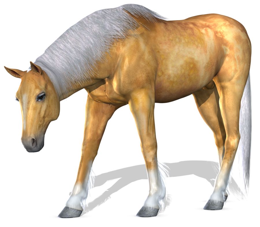 Horse png image    图片编号:2537