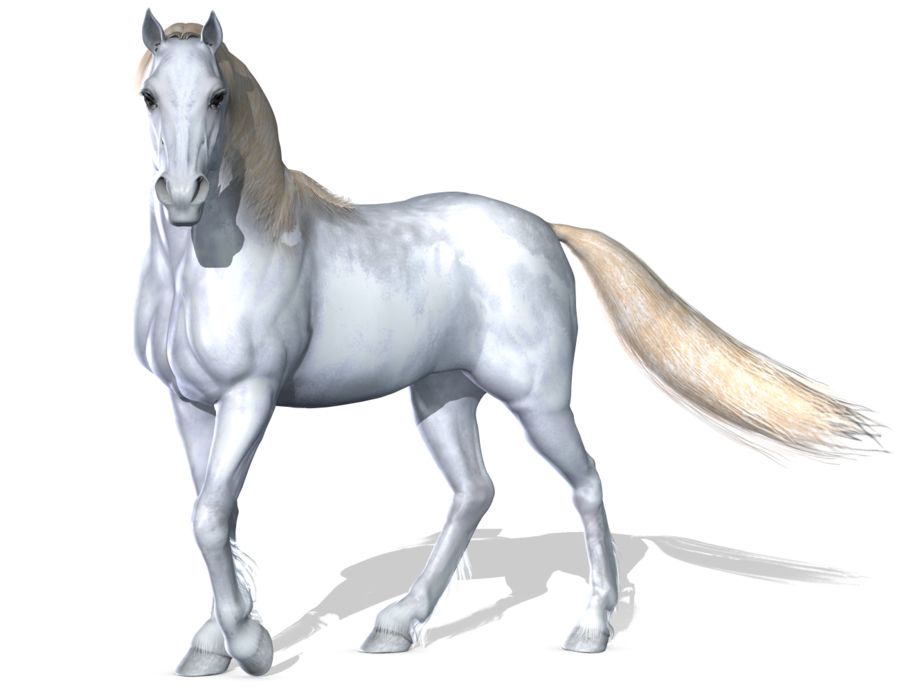Horse png image    图片编号:2538