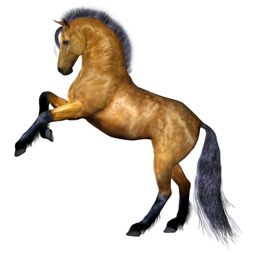 Horse png image    图片编号:2539