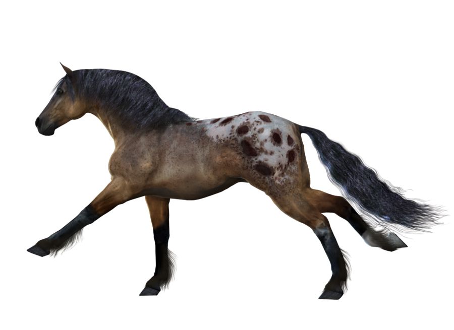 Horse png image    图片编号:2540