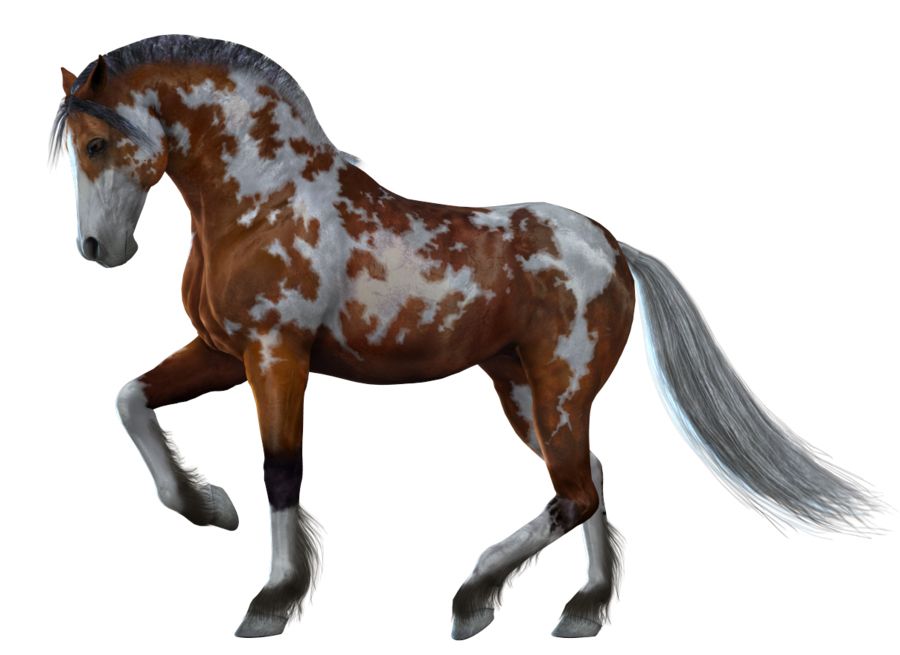 Horse png image    图片编号:2541