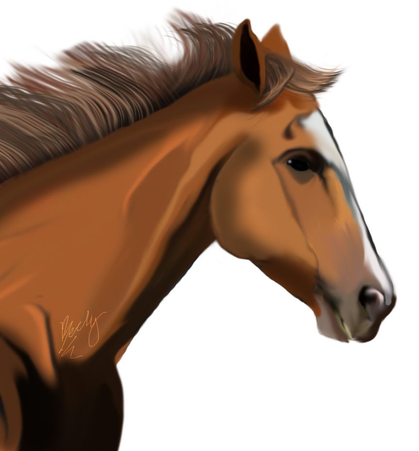 Horse png image    图片编号:2542