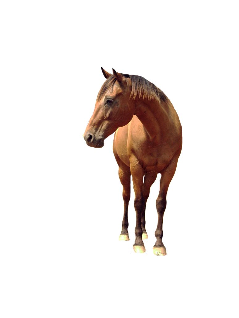 Horse png image    图片编号:2543