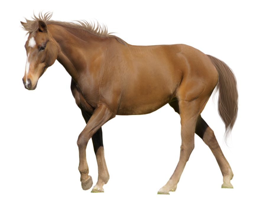 Horse png image    图片编号:2545