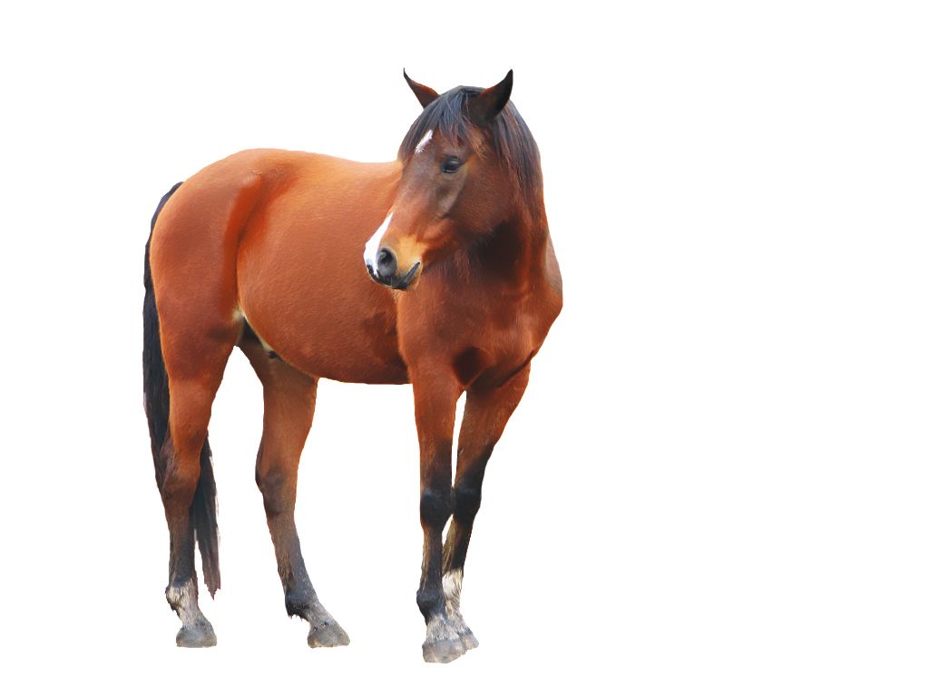 Horse png image    图片编号:2549