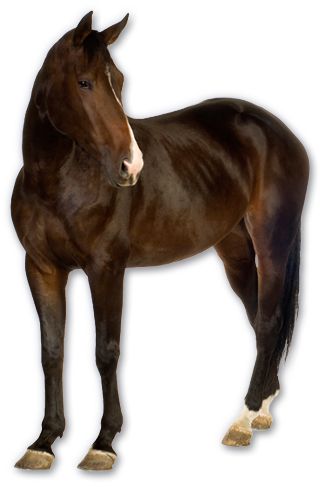 Horse png image    图片编号:2550