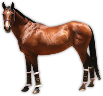 Horse png image    图片编号:2551