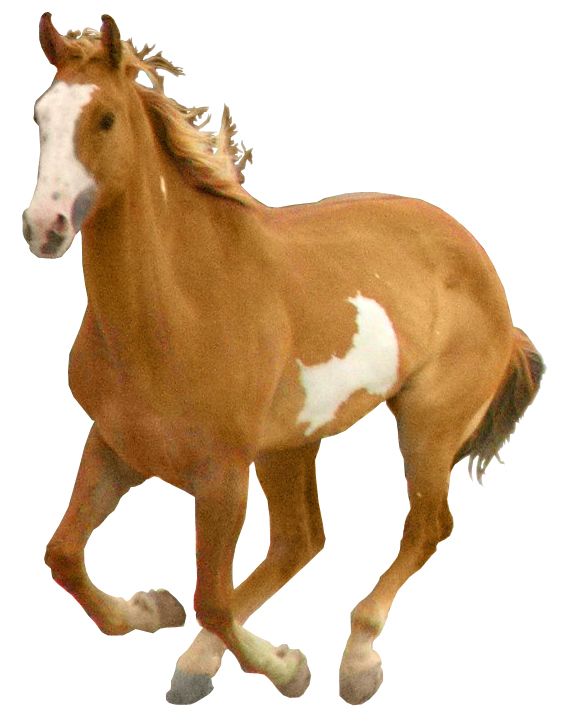 Horse png image    图片编号:2552