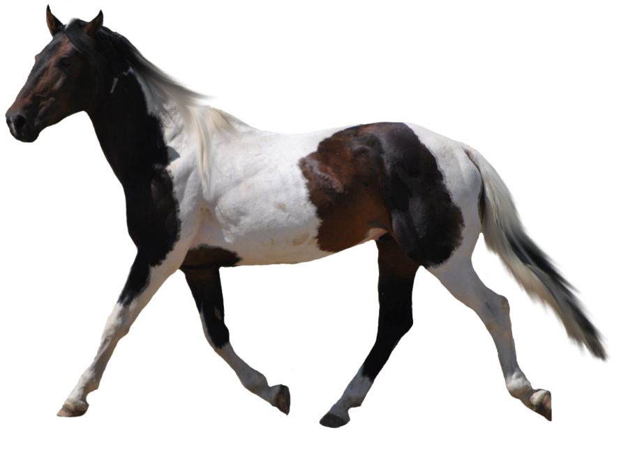 Horse png image    图片编号:2555