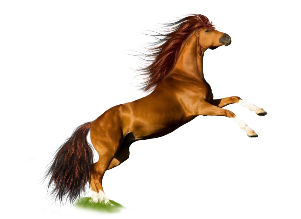 Horse png image    图片编号:2556