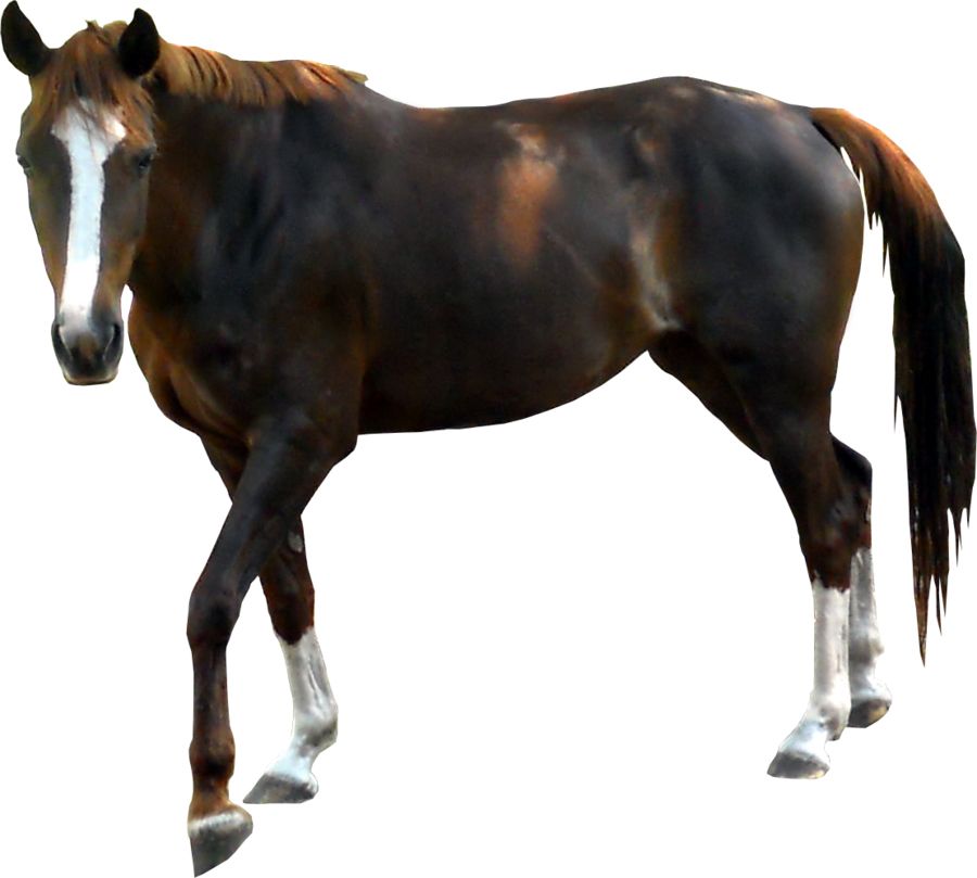 Horse png image    图片编号:2557