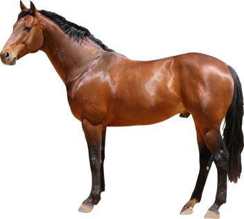 Horse png image    图片编号:2558