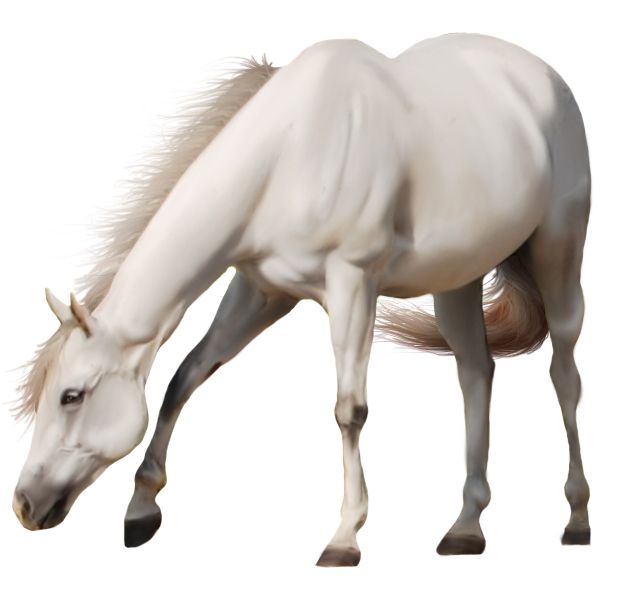 White horse png image    图片编号:2559