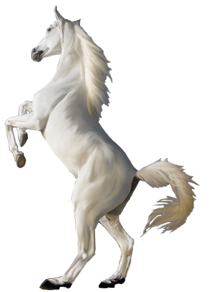 White horse png image    图片编号:2560