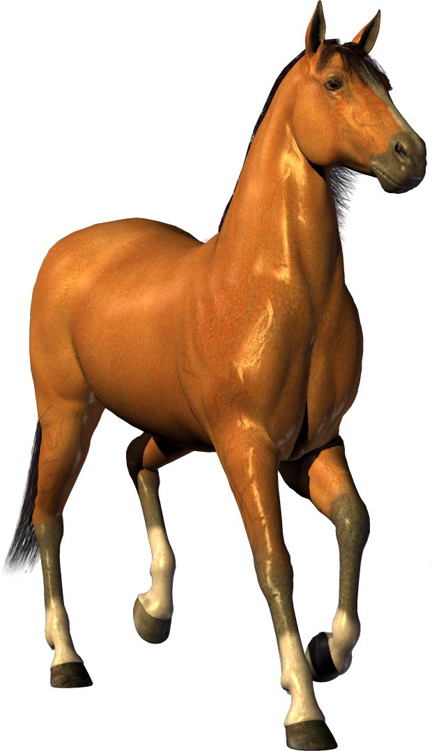 Horse png image    图片编号:2561