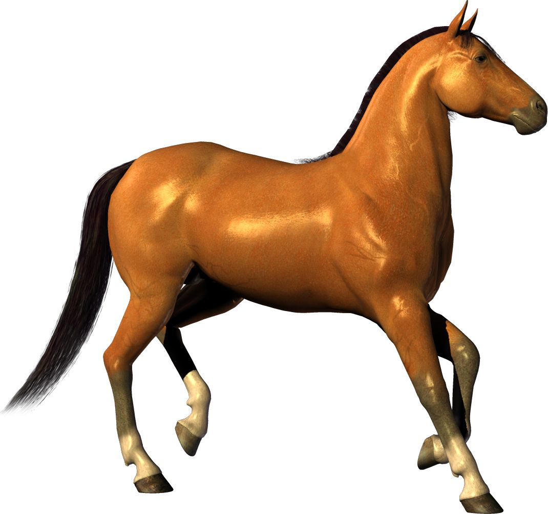 Horse png image    图片编号:2562