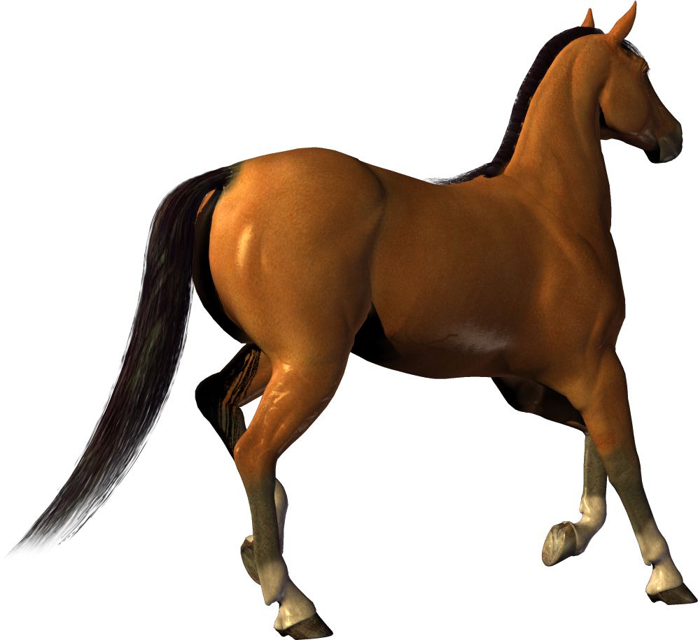 Horse png image    图片编号:2563