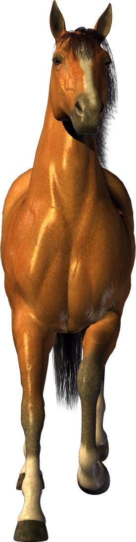 brown horse png image, free download picture, transparent background    图片编号:293