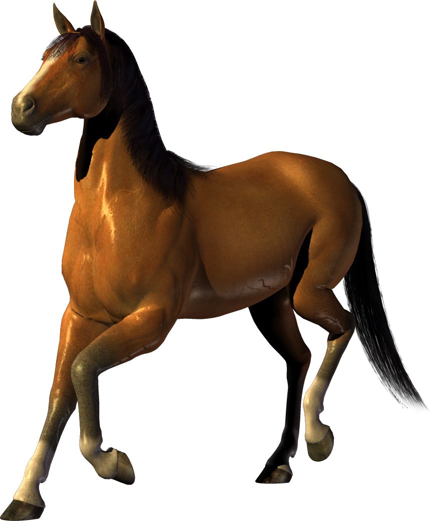 horse png image, free download picture, transparent background    图片编号:311